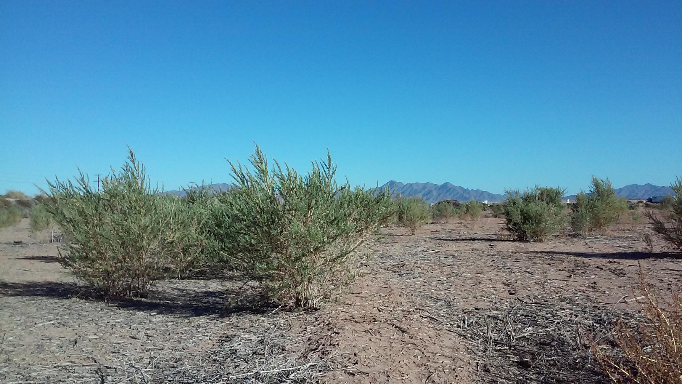 Blythe CA2014