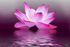Lotus Flower